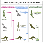 Screenshot_2020-04-26 Probable Pangolin Origin of SARS-CoV-2 Associated with the COVID-19 Outb...png