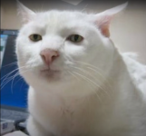 1772718614418.png