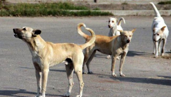 515382_5233989_stray-dogs_updates.jpg