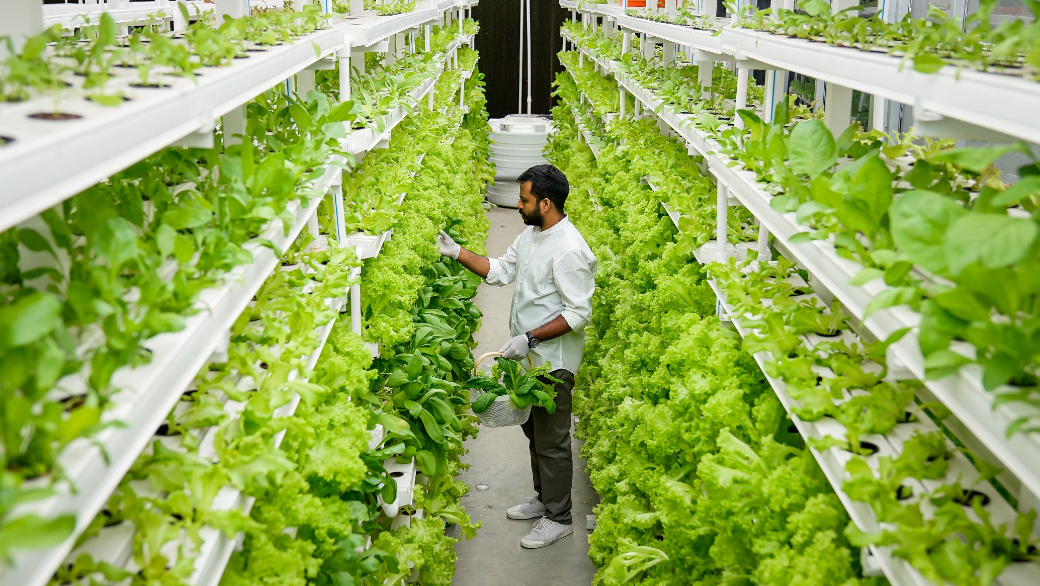V-farm6.jpg