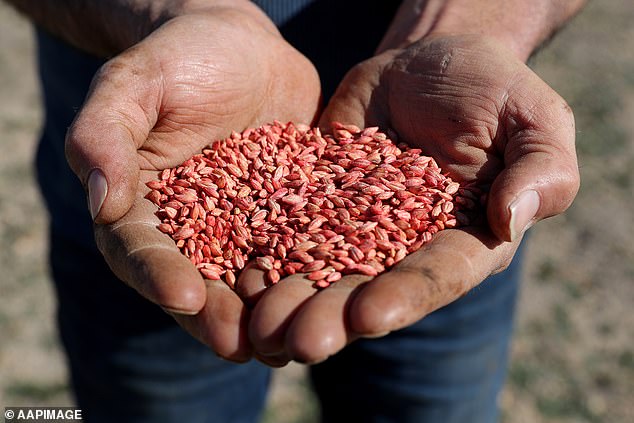 India previously required the use of a different pesticide, methyle bromide, which used to kill pests in imported produce and produce for exportation (pictured: barley seeds)